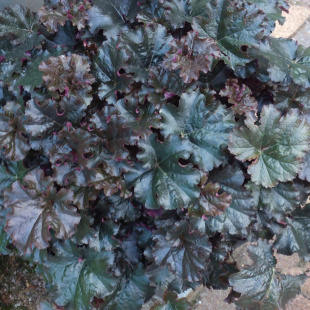 Гейхера Ворлд Кафе Эспрессо (World Caffe Espresso)