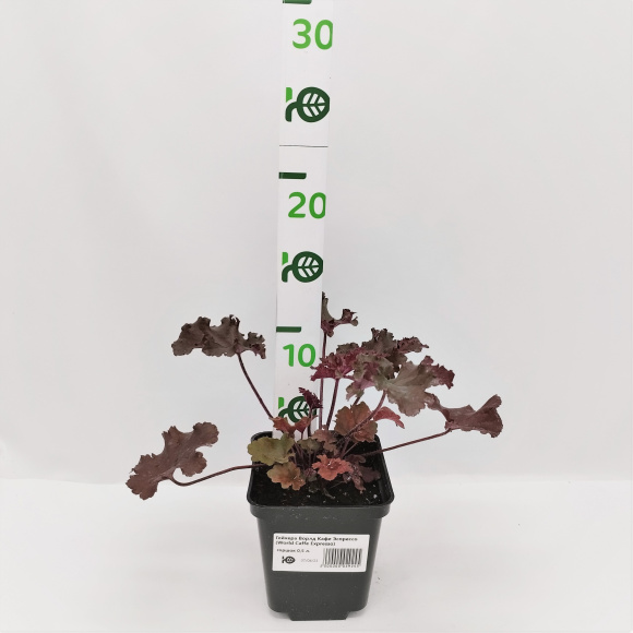 Гейхера Ворлд Кафе Эспрессо (World Caffe Espresso) купить с доставкой