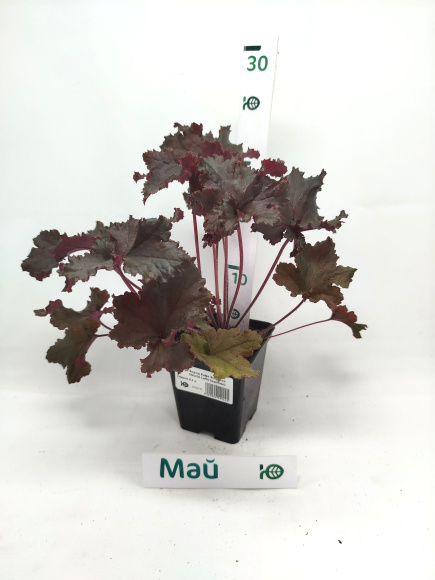 Гейхера Ворлд Кафе Эспрессо (World Caffe Espresso) купить с доставкой