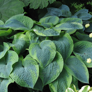 Хоста Олив Бэйли Лангдон (Olive Bailey Langdon) [L]