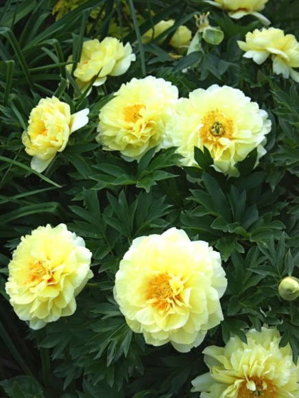 Пион ИТО Бартзелла (Bartzella) купить с доставкой