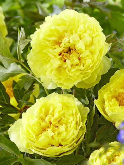 Пион ИТО Бартзелла (Bartzella) купить с доставкой