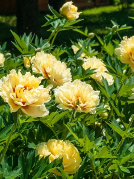 Пион ИТО Бартзелла (Bartzella) купить с доставкой