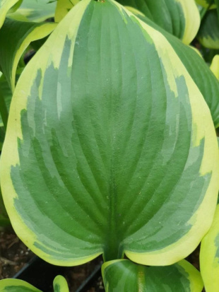 Хоста Файнал Виктори (Final Victory) [XL]