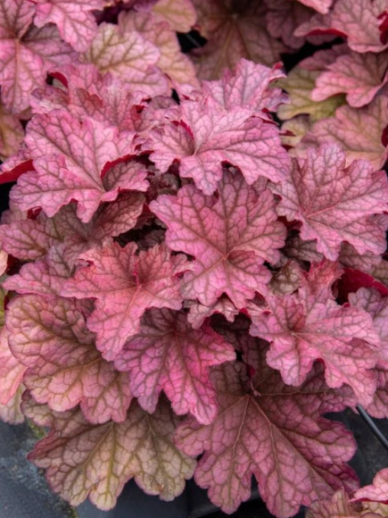 Гейхера Ворлд Кафе Шакерато (World Caffe Shakerato) купить с доставкой