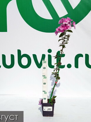 Флокс Седая дама