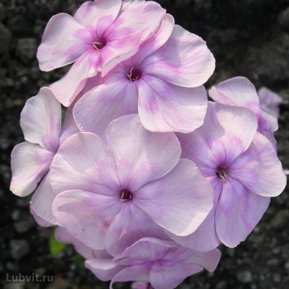 Флокс Седая дама купить с доставкой Флокс Седая дама купить с доставкой