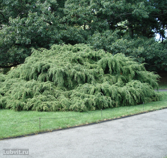 Тсуга Канадская купить с доставкой