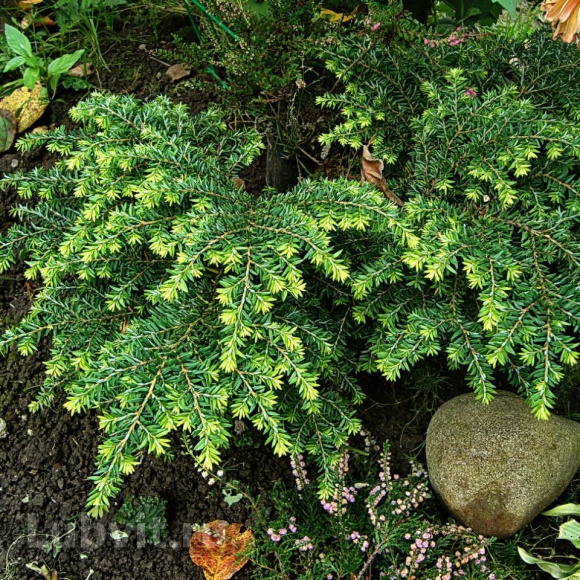 Тсуга Канадская купить с доставкой