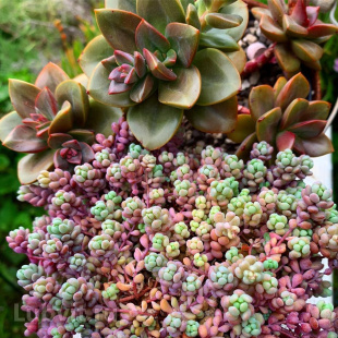 Седум Ассортимент