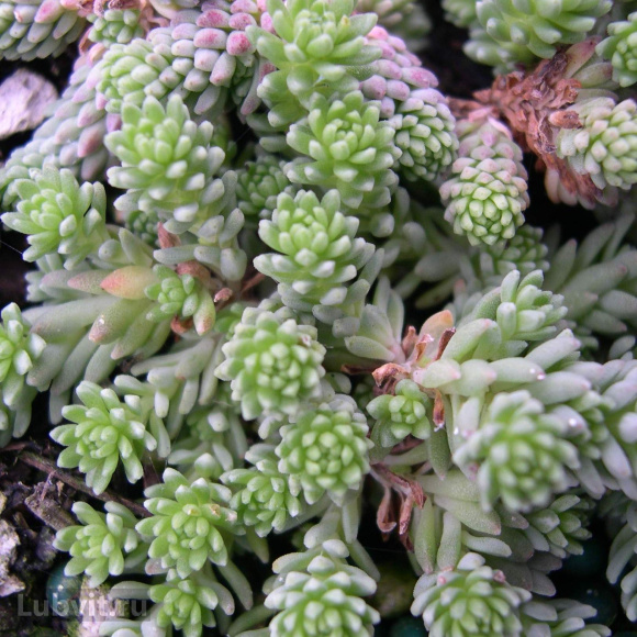 Седум Ассортимент купить с доставкой