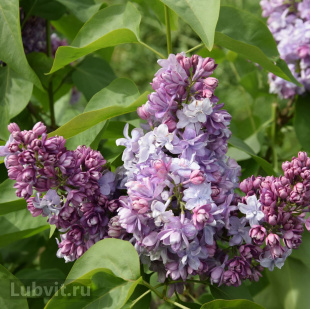 Сирень Колхозница