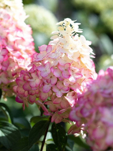 Гортензия Ливинг Пинки Промис (Living Pinky Promise) метельчатая купить с доставкой