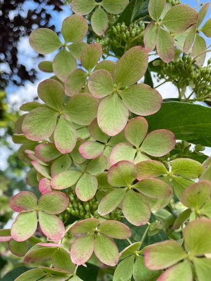 Гортензия Пастель Грин (Pastelgreen) метельчатая купить с доставкой