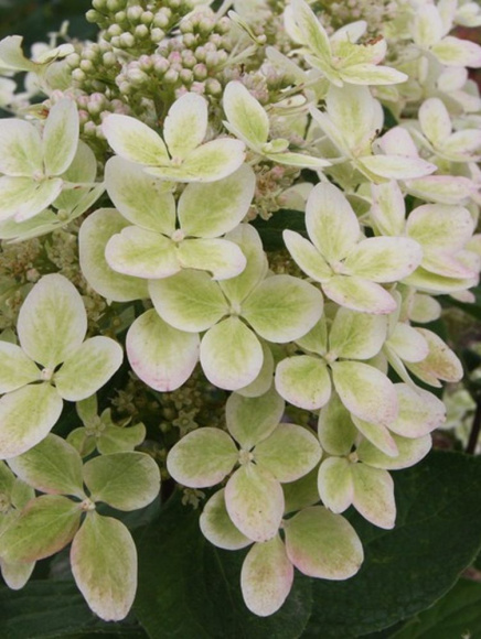 Гортензия Пастель Грин (Pastelgreen) метельчатая купить с доставкой