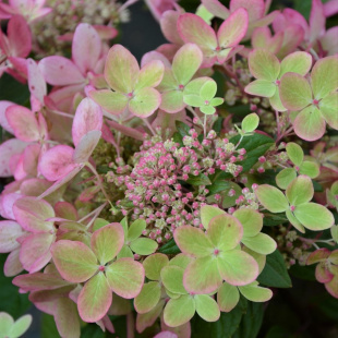 Гортензия Пастель Грин (Pastelgreen) метельчатая