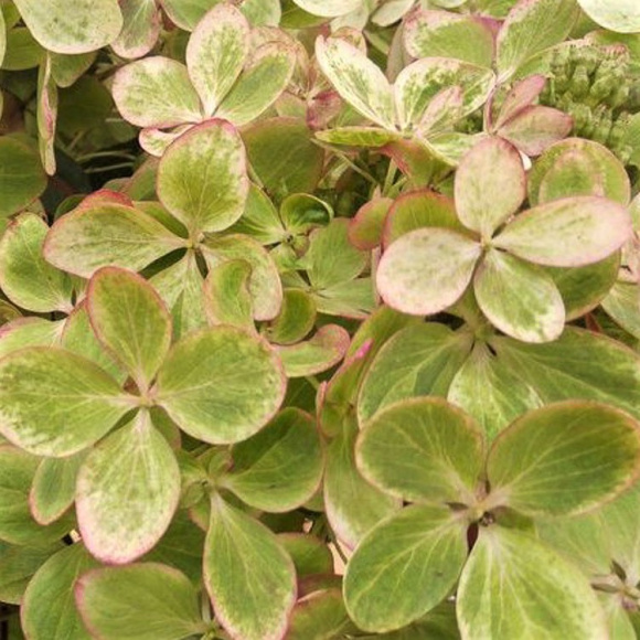 Гортензия Пастель Грин (Pastelgreen) метельчатая купить с доставкой