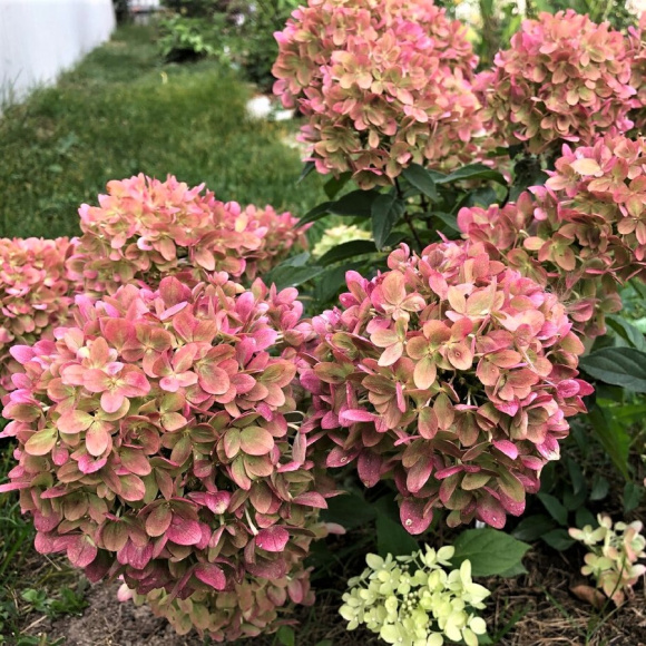 Гортензия Пастель Грин (Pastelgreen) метельчатая купить с доставкой