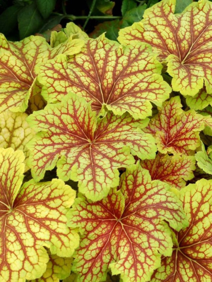 Гейхера Ред Лайтнинг (Red Lighting) купить с доставкой