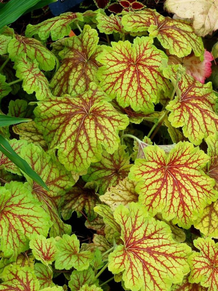 Гейхера Ред Лайтнинг (Red Lighting) купить с доставкой