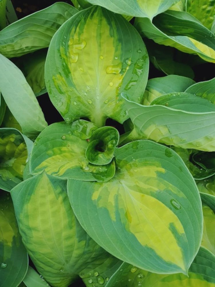 Хоста Попкорн (Popcorn) [M] купить с доставкой