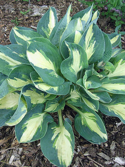 Хоста Попкорн (Popcorn) [M] купить с доставкой