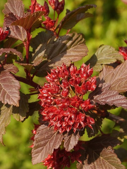 Пузыреплодник Диабло д'Ор Миндиа (Diable d'Or Mindia) купить с доставкой