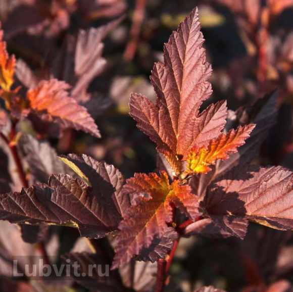 Пузыреплодник Диабло д'Ор Миндиа (Diable d'Or Mindia) купить с доставкой