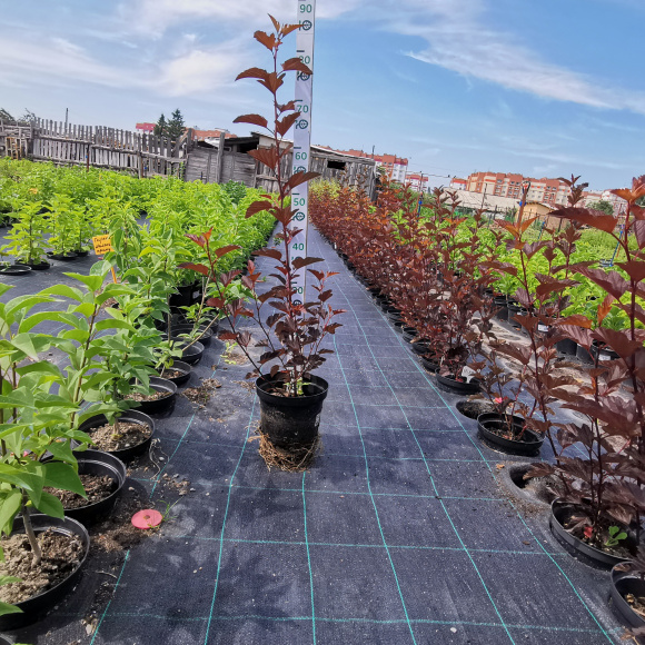 Пузыреплодник Диабло д'Ор Миндиа (Diable d'Or Mindia) купить с доставкой