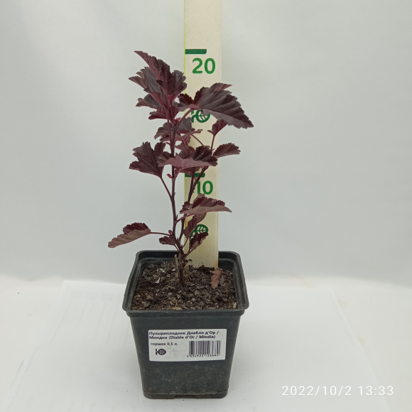 Пузыреплодник Диабло д'Ор Миндиа (Diable d'Or Mindia) купить с доставкой