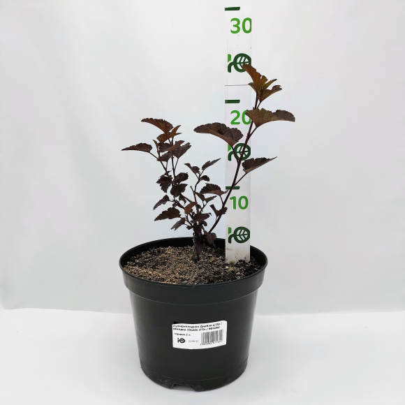 Пузыреплодник Диабло д'Ор Миндиа (Diable d'Or Mindia) купить с доставкой