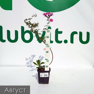 Флокс Мистер Икс