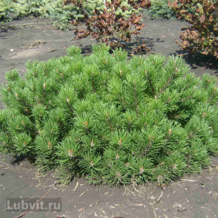 Сосна горная Пумилио (Pumilio), Сосна стланиковая, Кедровый стланик 1с