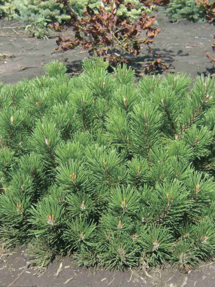 Сосна горная стланиковая Пумилио (Pumilio)