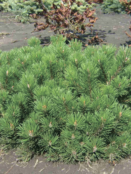 Сосна горная стланиковая Пумилио (Pumilio) купить с доставкой