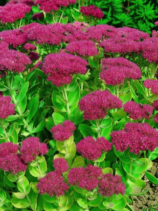 Седум Херсбтфройде (Herbstfreude)