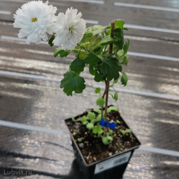 Хризантема мультифлора Коко Шанель купить с доставкой