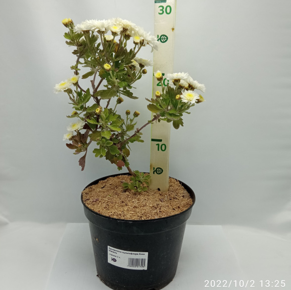 Хризантема мультифлора Коко Шанель купить с доставкой