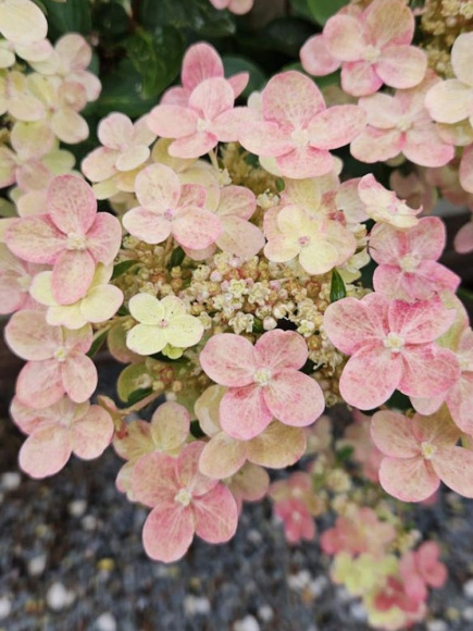 Гортензия Полистар (Polestar) метельчатая купить с доставкой Гортензия Полистар (Polestar) метельчатая купить с доставкой