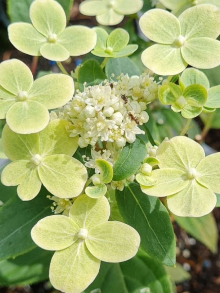 Гортензия Полистар (Polestar) метельчатая купить с доставкой Гортензия Полистар (Polestar) метельчатая купить с доставкой