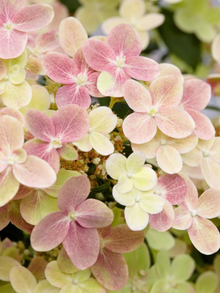 Гортензия Полистар (Polestar) метельчатая Гортензия Полистар (Polestar) метельчатая