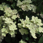 Гортензия Полистар (Polestar) метельчатая