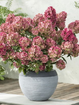 Гортензия Петит Стар (Petite Star) метельчатая