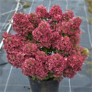 Гортензия Петит Стар (Petite Star) метельчатая Гортензия Петит Стар (Petite Star) метельчатая