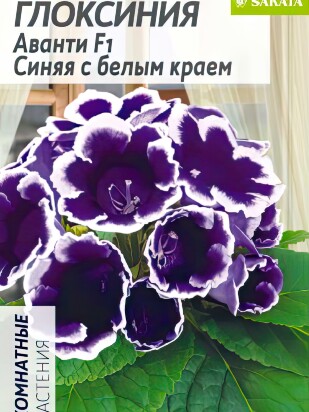 Глоксиния Аванти Синяя с белым краем [Семена алтая]