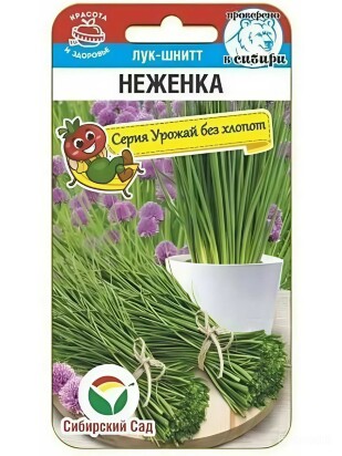 Лук Шнитт Неженка [Сибирский сад]