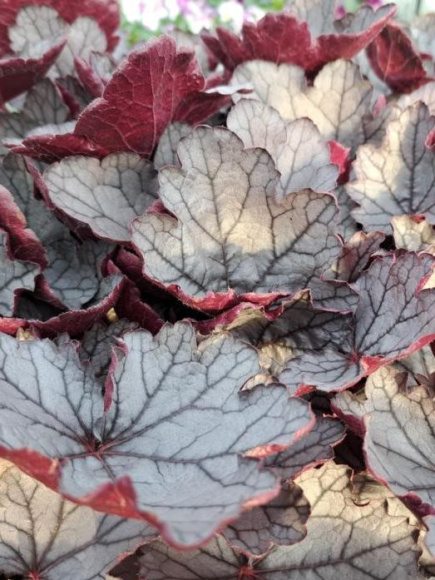 Гейхера Сильверберри (Silverberry) купить с доставкой