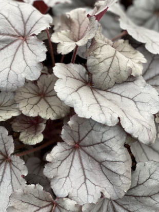 Гейхера Сильверберри (Silverberry)