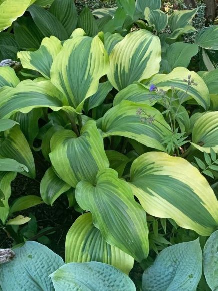 Хоста Манки Бизнес (Monkey Business) [L] купить с доставкой