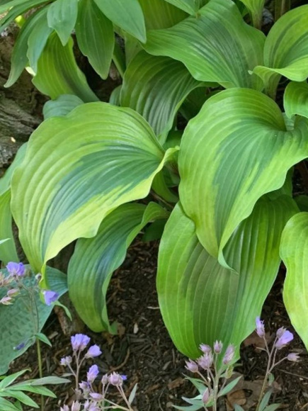 Хоста Манки Бизнес (Monkey Business) [L] купить с доставкой